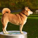 ブラッシングが苦手のままだと危険！？愛犬のスキンケア対策