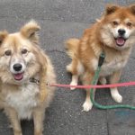 愛犬との思い出とこの事業への想い