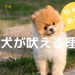 知らないと危険!子犬が吠える理由5選