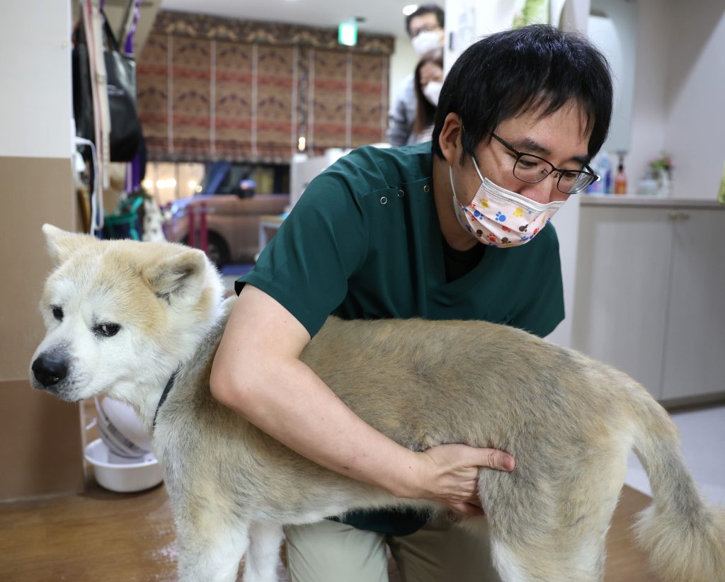 はる動物診療所 櫻井崇史 院長 診察風景
